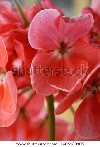 Macro red-pink flower in spring on the window