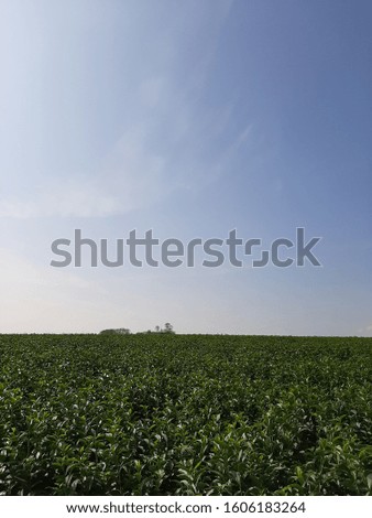 tea field and sky in the afternoon