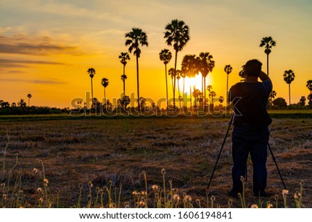 Silhouette photographer taking photo Sunset landscape with silhouette sugar palm trees in the paddy fields.