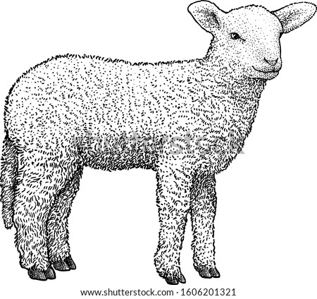 Lamb illustration, drawing, engraving, ink, line art, vector Royalty-Free Stock Photo #1606201321
