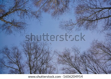 top of trees on blue sky background