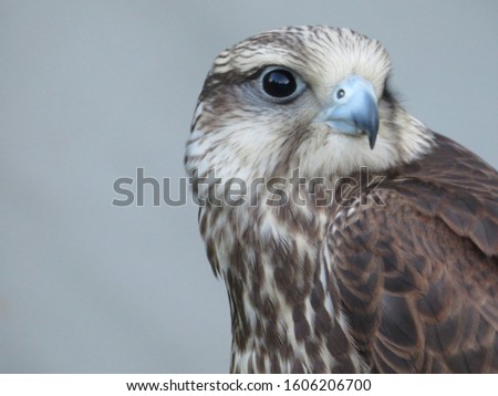 Beautiful picture of birds of prey of great size and penetrating stare