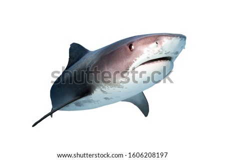 Tiger Shark Isolated on White Background 