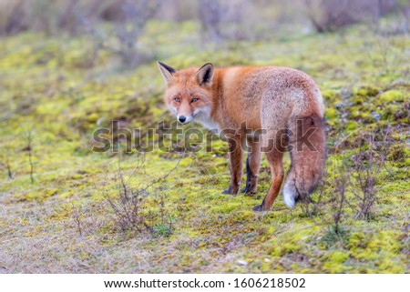 Fox alone in the dunes. Eyes of the fox