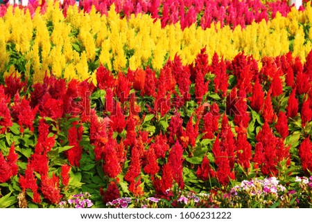 Red, yellow and pink flowers with green leaves decorated to celebrate the new year