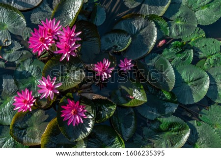 Beautiful pink lotus flower with green lotus leaf in the pond, countryside of Thailand, copy space.