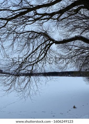 branches lean towards a frozen lake