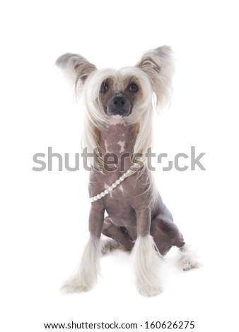 Chinese Crested Dog on a white background in studio