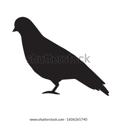 Vector black pigeon silhouette isolated on white background