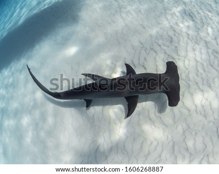 Great Hammerhead swimming over the sand in Bimini, The Bahamas