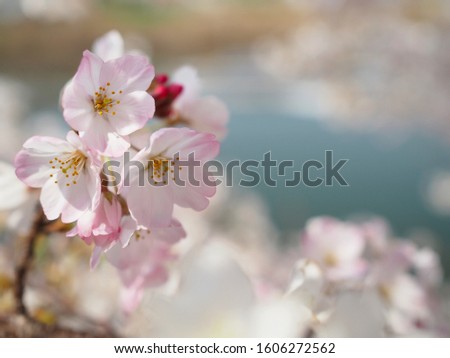 cherry blossoms at the lake side Royalty-Free Stock Photo #1606272562