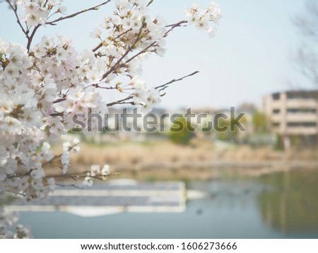 cherry blossoms at the lake side Royalty-Free Stock Photo #1606273666