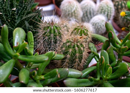 arrangement of the succulents or cactus, crassula and echeveria succulents