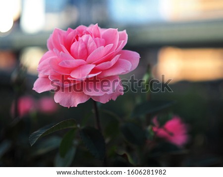 pink roses in the park Royalty-Free Stock Photo #1606281982