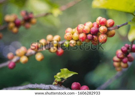 Coffee beans fruit on tree in farm and plantations