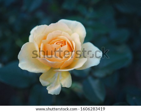 a white rose in the park Royalty-Free Stock Photo #1606283419