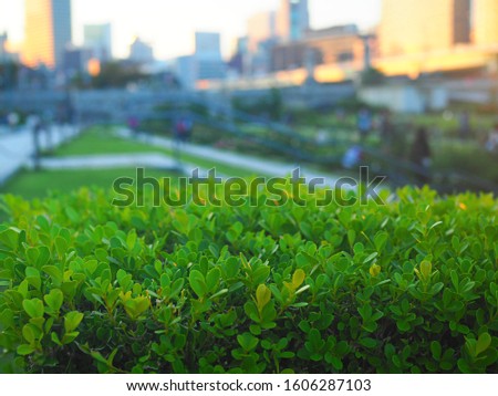 green plants with buildings in the park Royalty-Free Stock Photo #1606287103