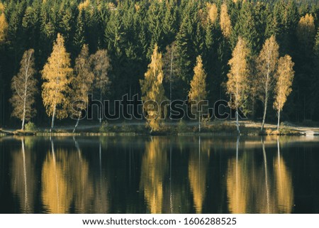 Reflection of the trees on the water.