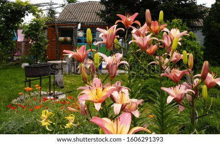 Close up of pink lilies with the background of the rustic country house with the water well and handmade barbecue stove.