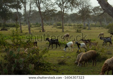 Sheeps and goats grazing along the forest area in Masinagudi, Mudumalai National Park, Tamil Nadu - Karnataka State border, India