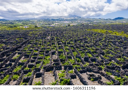 Man-made landscape of the Pico Island Vineyard Culture, Azores, Portugal. Pattern of spaced-out, long linear walls running inland from, and parallel to, the rocky shore with Pico volcano in background Royalty-Free Stock Photo #1606311196