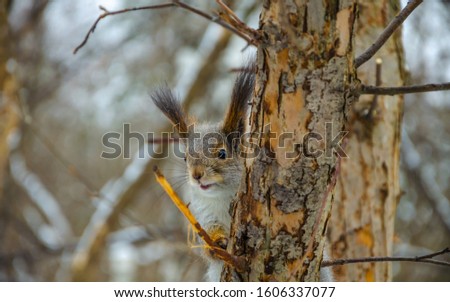 Squirrel on a tree in the winter day.