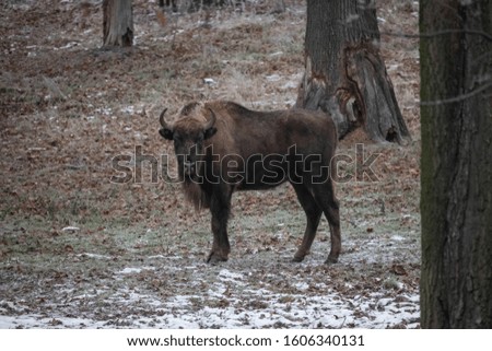 Bisons in the natural habitat