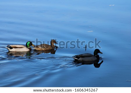3 Wild Ducks swimming in large pond