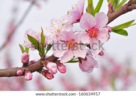 Beautiful peach blossom, close-up pictures, in the north of China 