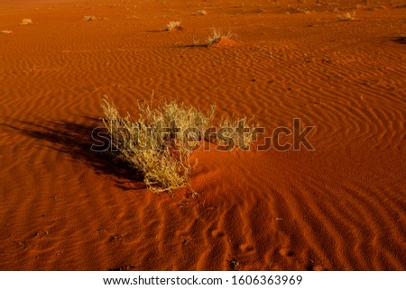 Wadi Rum Desert in Jordan. On the Sunset. Panorama of beautiful sand pattern on the dune. Desert landscape in Jordan.