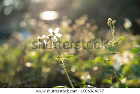 little white flower against sunlight