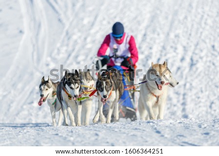 Musher and Siberian husky team at snow winter competition
