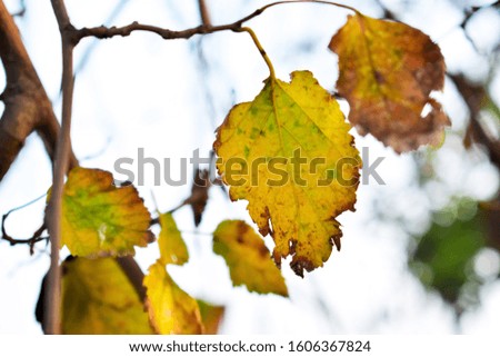 mulberry leaves autumn colorful branch