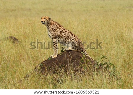 Cheetah on termite hill, maasai mara, kenya