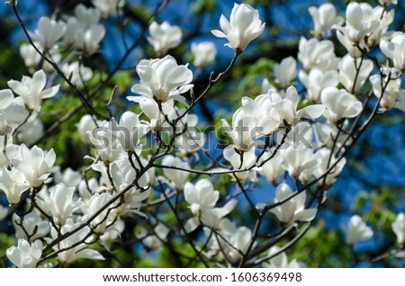 Beautiful magnolia tree blossoms in springtime. Jentle white magnolia flower against sunset light. Romantic floral background.