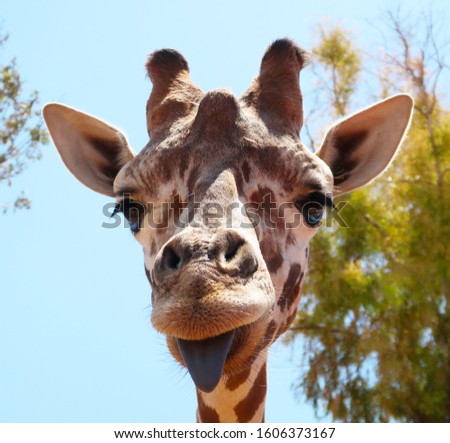 Funny giraffe sticking black tongue, looking at the camera - picture from Fasano ZOO safari in Italy, Apulia region, Adriatic Sea