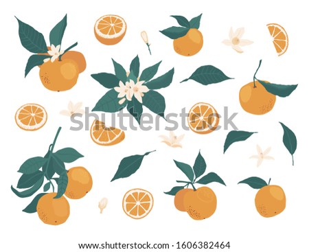Set of whole oranges on a branch with leaves and pieces, flowers isolated on a white background in a flat style. Vector stock illustration