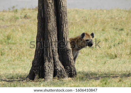 Hyena under a tree at Maasai Mara, Kenya