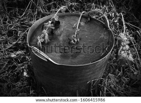 Frozen, plastic bucket with water. First rime and frozen bucket with water for animal