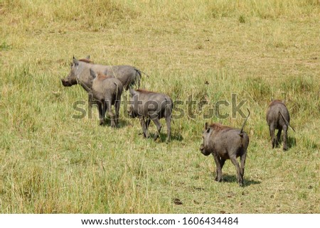 Warthog family, maasai mara, kenya