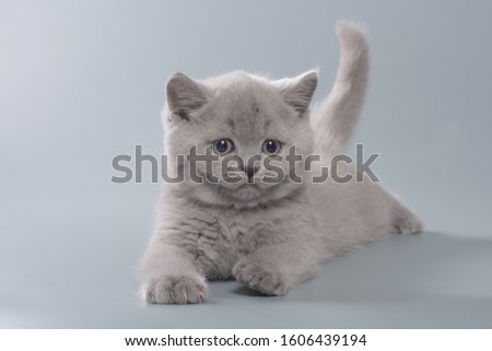 Beautiful blue british shorthair kitten of blue color at the age of 2 months on a gray background in funny poses