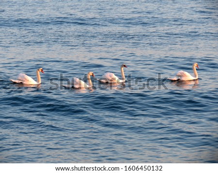 Group of white swans swimming and looking for food under water at sunset. Floating swans. Royalty-Free Stock Photo #1606450132