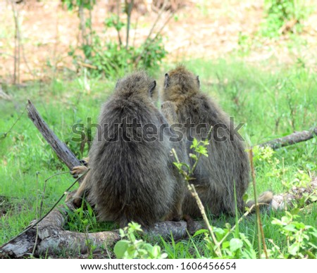 Close up of two big male baboons / monkeys with long grey fur sitting in green grass on a wooden branch turning their backs to the camera and grooming each other, picture taken on safari in Kenya