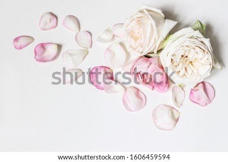 Close up of blooming pink roses flowers and petals isolated on white table background. Floral frame composition. Decorative web banner. Styled stock photo. Empty space, flat lay, top view. 