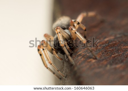 Spider macro detail close up picture over a wooden surface. Dangerous, hairy hunter. Blurred background.