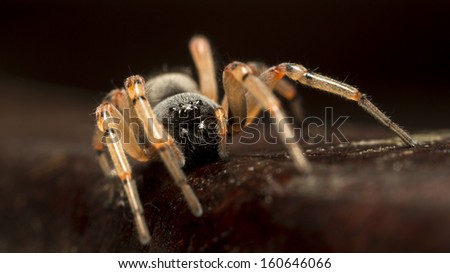 Spider macro detail close up picture over a wooden surface. Dangerous, hairy hunter. Blurred background.