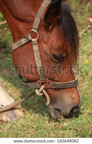 Horse in grass field.