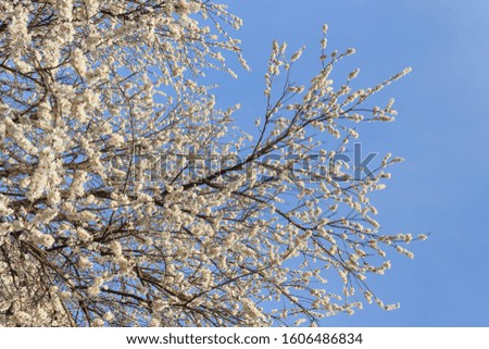 Blossoms fruit apricot tree on a background of daylight blue sky. The concept of Easter mood, spring revival of nature. Spring in Ukraine, Orthodox Easter. Kyiv (Kiev), Ukraine, Europe.