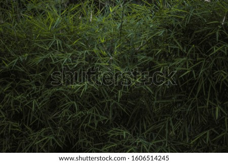 green leaves of bamboo leaves use as natural background