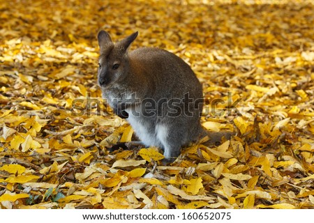 little kangaroo "Macropodidae"